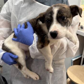 Dumplin -  Mixed Breed Dog for Adoption in New York, New York - Dumplin | PetCurious