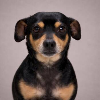 Chihuahua Dogs Available for Adoption - Mino - Tiny Friendly Boy | PetCurious
