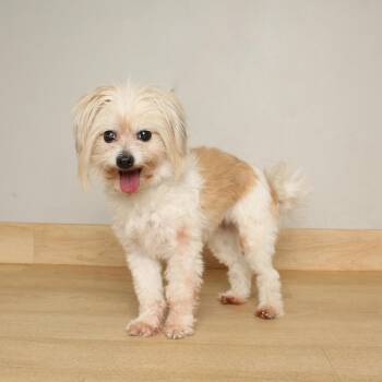 Maltese and Mixed Breed Dogs Available for Adoption - Lady Godiva D68596 | PetCurious