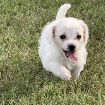 Chihuahua Dogs Available for Adoption in Fort Worth, Texas - Belmont | PetCurious