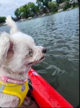 Molly -  Maltese Dog for Adoption - Molly | PetCurious