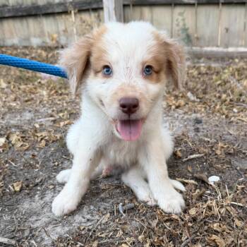 Copper -  Cattle Dog and Great Pyrenees Dog for Adoption in Harlingen, Texas - Copper | PetCurious