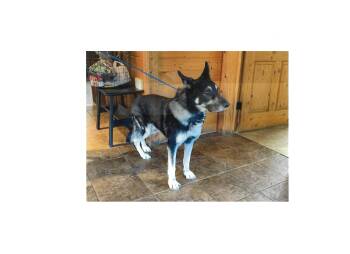 Rescue German Shepherd Dog Dogs for Adoption in Kellogg, Idaho - Justice | PetCurious