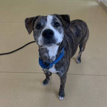Aloka -  Pit Bull Terrier and Mixed Breed Dog for Adoption in Lynchburg, Virginia - Aloka | PetCurious