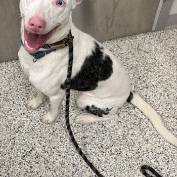 Sapphire -  Catahoula Leopard Dog and Australian Shepherd Dog for Adoption in Liberty, Missouri - Sapphire | PetCurious