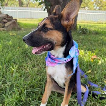 Delilah -  Australian Cattle Dog Blue Heeler Dog for Adoption in Aledo, Texas - Delilah | PetCurious