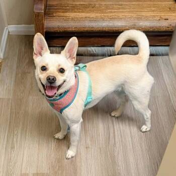 Mixed Breed Dogs Available for Adoption - Puddin | PetCurious