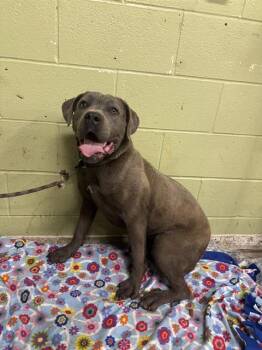 Cane Corso Dogs Available for Adoption in Indianapolis, Indiana - MIJA | PetCurious