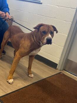 Rescue Mixed Breed Dogs for Adoption in Metter, Georgia - Wiggles | PetCurious