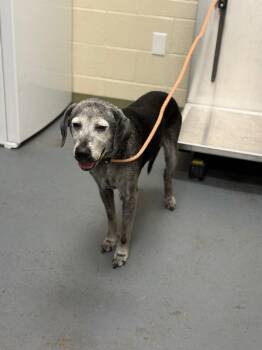 Hound Dogs Available for Adoption in Winder, Georgia - 2026-05-061 *Bailey* | PetCurious