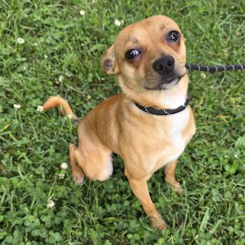 Chihuahua and Mixed Breed Dogs Available for Adoption in Greensboro, North Carolina - Dan | PetCurious