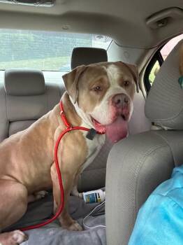 Cujo -  Mixed Breed Dog for Adoption in Morgantown, Kentucky - Cujo | PetCurious