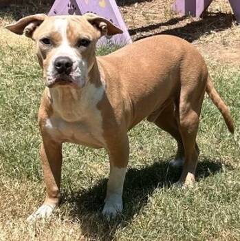 Bert -  Pit Bull Terrier Dog for Adoption in The Colony, Texas - Bert | PetCurious