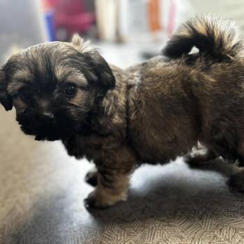 Pekingese and Pomeranian Dogs Available for Adoption - Princess | PetCurious