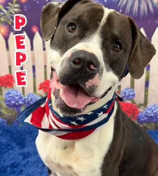 Pepe -  Mixed Breed Dog for Adoption in Flint, Michigan - Pepe | PetCurious