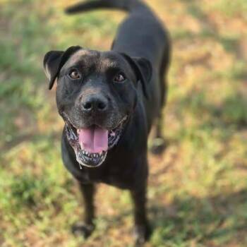 Donald -  Black Labrador Retriever and Pit Bull Terrier Dog for Adoption in Dover, Arkansas - Donald | PetCurious