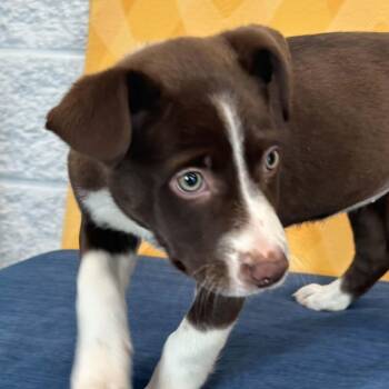 Serena -  Shepherd Dog Available for Adoption in Bethel, Connecticut - Serena | PetCurious