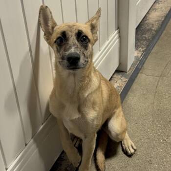 Meadow 2225 -  German Shepherd Dog and Mixed Breed Dog for Adoption in Loxahatchee Groves, Florida - Meadow 2225 | PetCurious