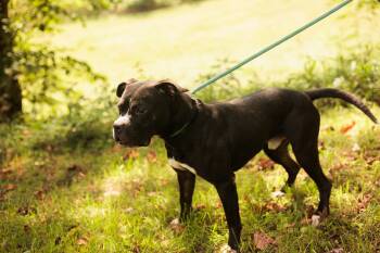 Rescue Pit Bull Terrier and Mixed Breed Dogs for Adoption in Gradyville, Kentucky - Drift | PetCurious