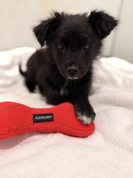 Collie Dogs Available for Adoption in Mansfield, Texas - Tom Sawyer | PetCurious