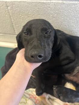 Labrador Retriever and Hound Dogs Available for Adoption in Morgantown, Kentucky - Love Lee 1 Puppy | PetCurious