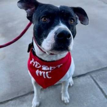 Pit Bull Terrier Dogs Available for Adoption - Russ | PetCurious