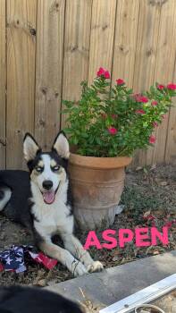 Aspen -  Husky Dog for Adoption in Thornton, Colorado - Aspen | PetCurious