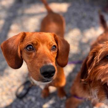 Dachshund and Mixed Breed Dogs Available for Adoption in York, Pennsylvania - Peanut | PetCurious