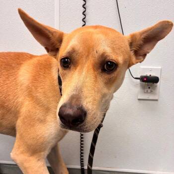 Keely -  Husky and Terrier Dog for Adoption in Abilene, Texas - Keely | PetCurious