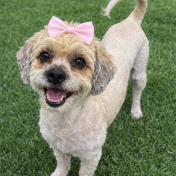 Pixie -  Havanese and Mixed Breed Dog for Adoption in Las Vegas, Nevada - Pixie | PetCurious