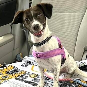 Stella -  Terrier and Chihuahua Dog for Adoption in Plainfield, Illinois - Stella | PetCurious