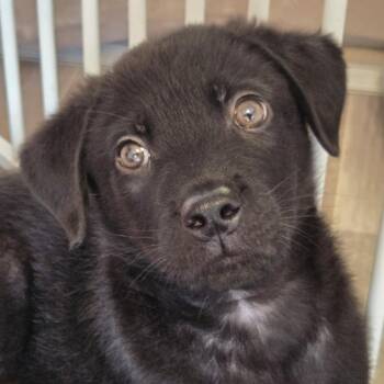 Grizzly -  Shepherd and Rottweiler Dog for Adoption in Normal, Illinois - Grizzly | PetCurious