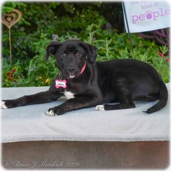 Labrador Retriever Dogs Available for Adoption in Wake Forest, North Carolina - Gabor | PetCurious