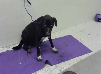 Labrador Retriever and Mixed Breed Dogs Available for Adoption - DALLAS | PetCurious