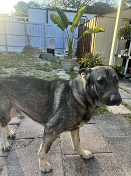 German Shepherd Dog Dogs Available for Adoption - Shadow 3054 | PetCurious