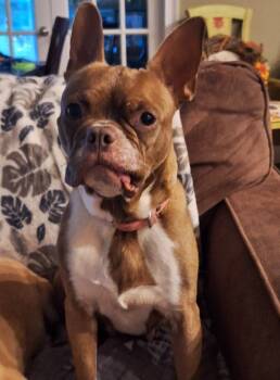 Rescue Boston Terrier Dogs for Adoption in Greenville, South Carolina - Harriet | PetCurious