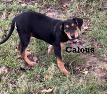 Rescue Mixed Breed Dogs for Adoption in Groveland, Massachusetts - Calous | PetCurious