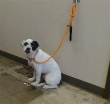 FRANKIE -  Border Terrier and Mixed Breed Dog for Adoption in Ontario, California - FRANKIE | PetCurious