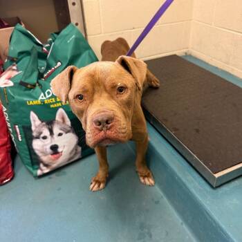 Rescue Mixed Breed Dogs for Adoption in Memphis, Tennessee - Gin | PetCurious
