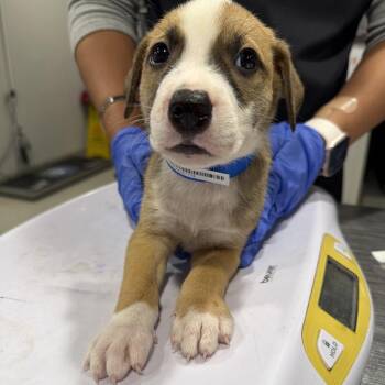 Sugar Bear -  Hound and Mixed Breed Dog for Adoption in Tampa, Florida - Sugar Bear | PetCurious