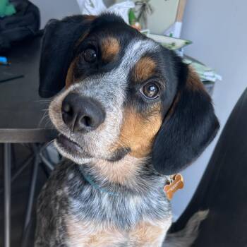 Beagle Dogs Available for Adoption in Normal, Illinois - Chance | PetCurious