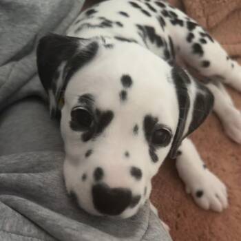 Tonka -  Dalmatian Dog for Adoption in New York, New York - Tonka | PetCurious