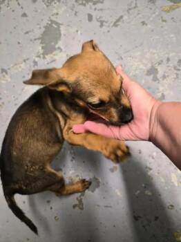 Dumpling -  Dachshund and Chihuahua Dog for Adoption in Newport, Kentucky - Dumpling | PetCurious