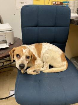 Beagle Dogs Available for Adoption - Meredith Grey | PetCurious