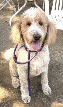 Angus -  Goldendoodle Dog for Adoption in Petaluma, California - Angus | PetCurious