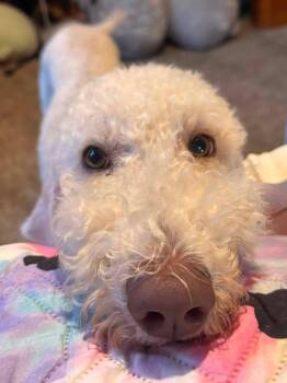 Taylor Swift -  Poodle Dog for Adoption in Kiowa, Oklahoma - Taylor Swift | PetCurious