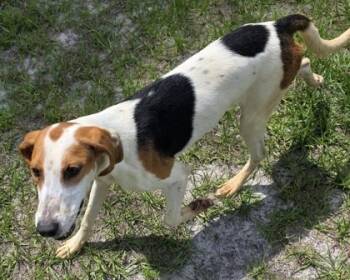 Pickles -  Hound and Mixed Breed Dog for Adoption in Conway, South Carolina - Pickles | PetCurious