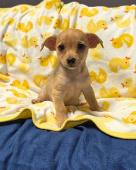 Edna -  Terrier Dog for Adoption in Novato, California - Edna | PetCurious