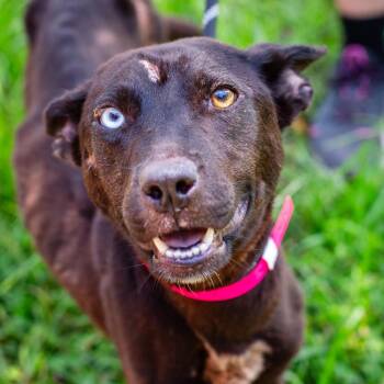 Angela -  Shepherd and Mixed Breed Dog for Adoption in Hattiesburg, Mississippi - Angela | PetCurious