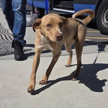 Haaland -  Labrador Retriever and Mixed Breed Dog for Adoption in Voorhees Township, New Jersey - Haaland | PetCurious